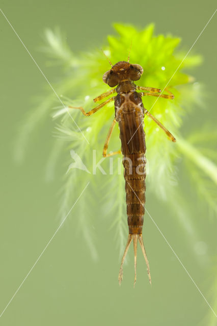 Small Red Damselfly (Ceriagrion tenellum)