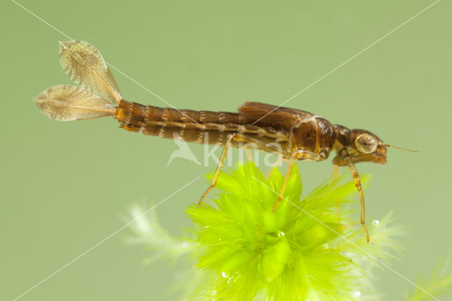 Small Red Damselfly (Ceriagrion tenellum)