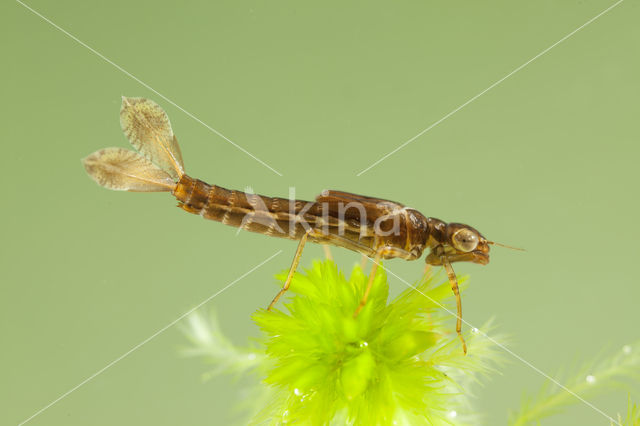 Small Red Damselfly (Ceriagrion tenellum)