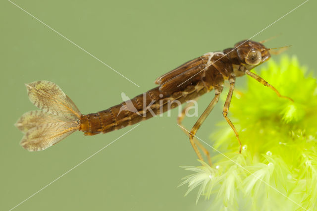 Small Red Damselfly (Ceriagrion tenellum)