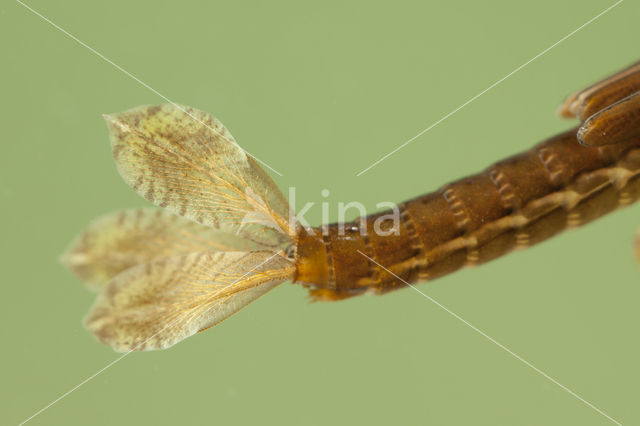 Small Red Damselfly (Ceriagrion tenellum)