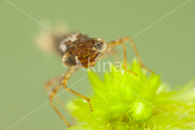 Small Red Damselfly (Ceriagrion tenellum)