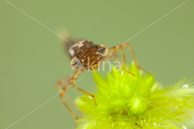 Small Red Damselfly (Ceriagrion tenellum)