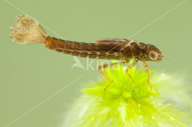 Small Red Damselfly (Ceriagrion tenellum)