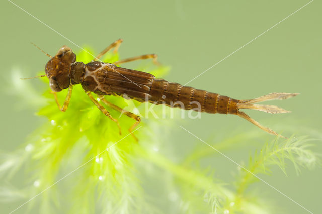 Small Red Damselfly (Ceriagrion tenellum)