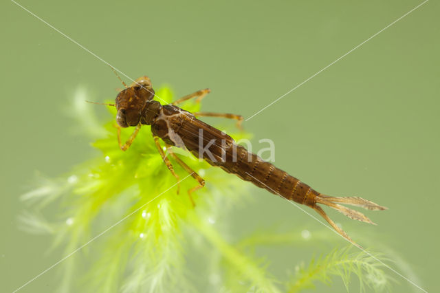 Small Red Damselfly (Ceriagrion tenellum)