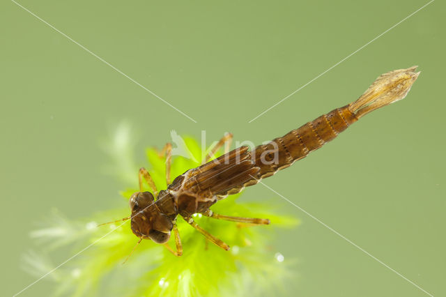 Small Red Damselfly (Ceriagrion tenellum)