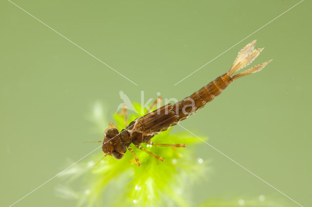 Small Red Damselfly (Ceriagrion tenellum)