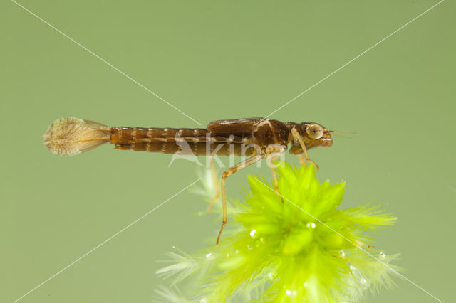 Small Red Damselfly (Ceriagrion tenellum)