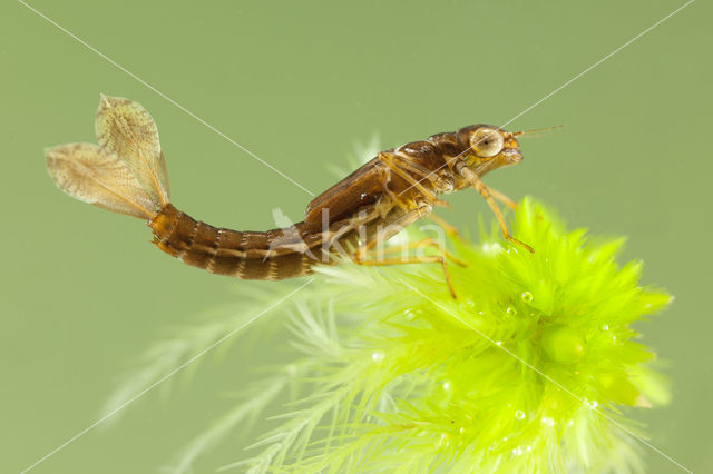 Small Red Damselfly (Ceriagrion tenellum)