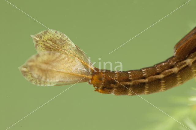 Small Red Damselfly (Ceriagrion tenellum)