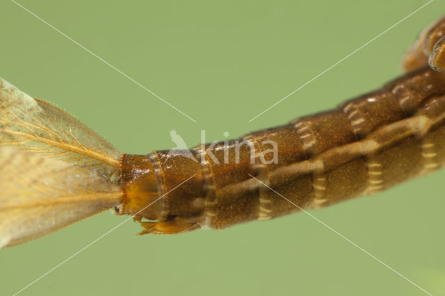 Small Red Damselfly (Ceriagrion tenellum)