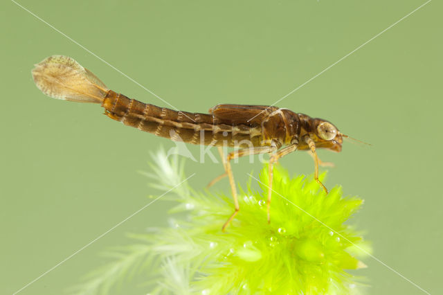 Small Red Damselfly (Ceriagrion tenellum)