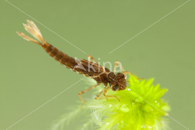 Small Red Damselfly (Ceriagrion tenellum)