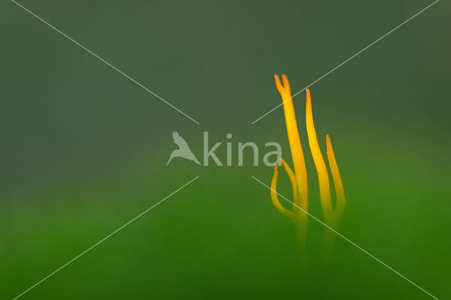 Koraalzwam (Clavulinopsis cinerioides)