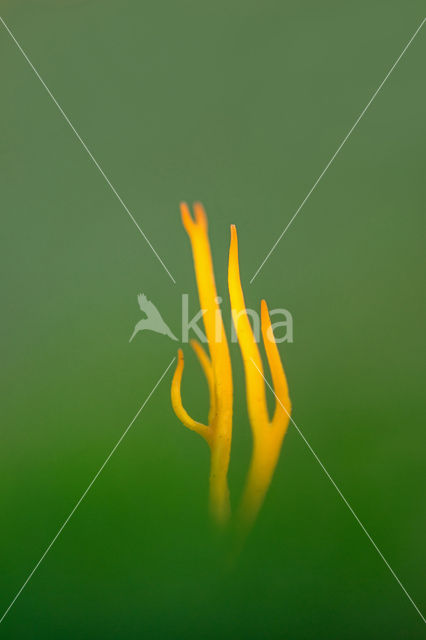 Koraalzwam (Clavulinopsis cinerioides)