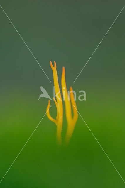 Coral (Clavulinopsis cinerioides)