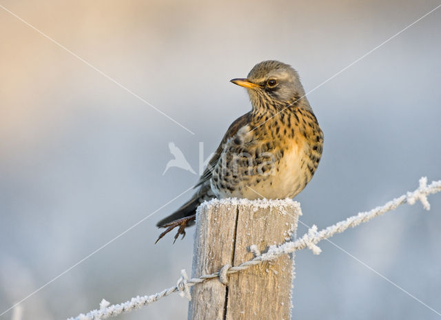 Fieldfare (Turdus pilaris)