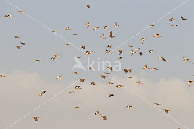 Fieldfare (Turdus pilaris)