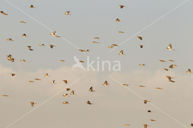 Kramsvogel (Turdus pilaris)