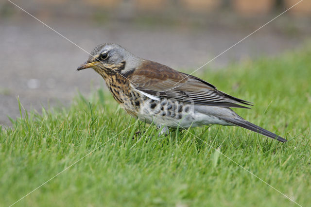 Kramsvogel (Turdus pilaris)