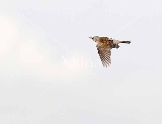 Fieldfare (Turdus pilaris)