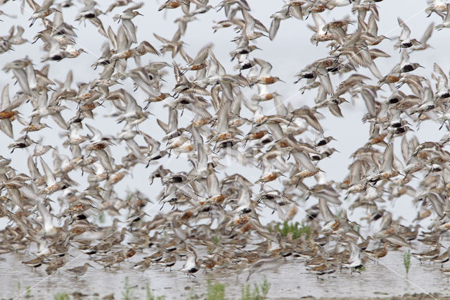 Curlew Sandpiper (Calidris ferruginea)