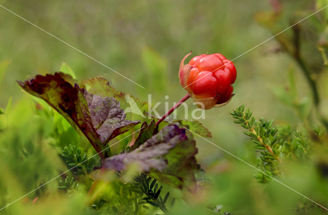 Kruipbraam (Rubus chamaemorus)