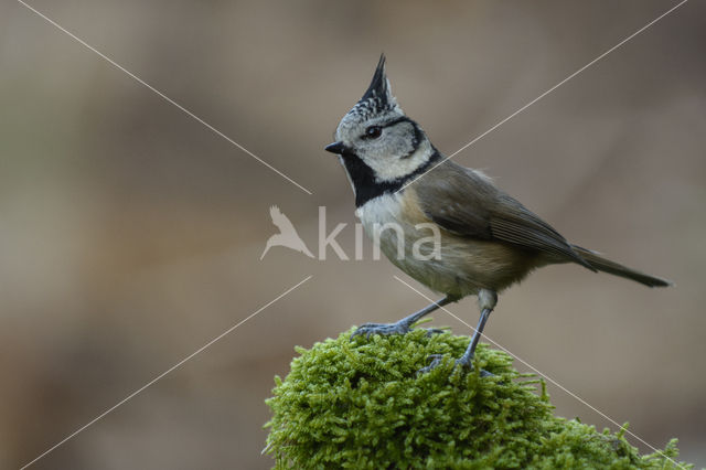 Crested Tit (Parus cristatus)