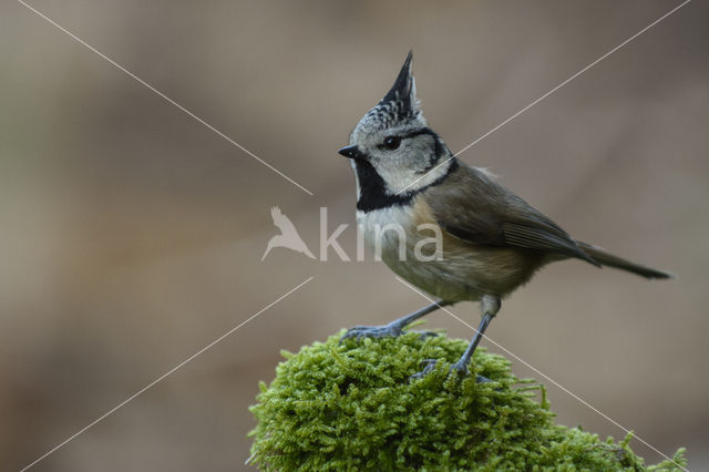 Crested Tit (Parus cristatus)