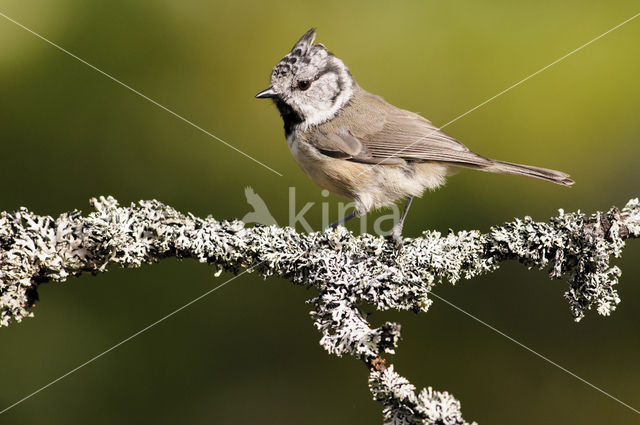 Kuifmees (Parus cristatus)