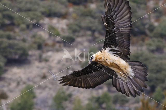 Vulture