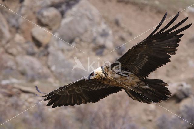 Lammergier (Gypaetus barbatus)