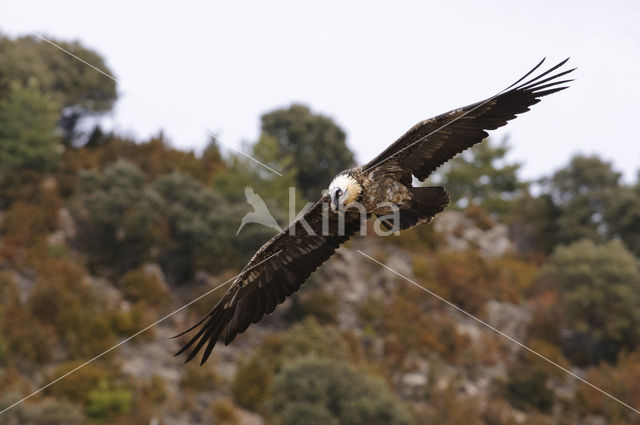 Lammergier (Gypaetus barbatus)