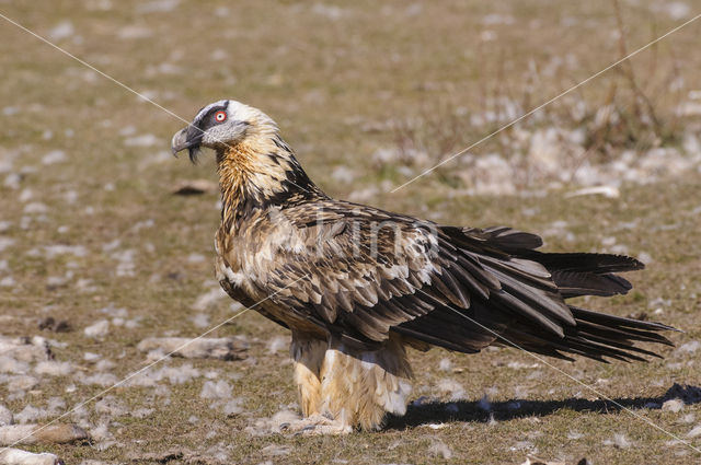 Lammergier (Gypaetus barbatus)