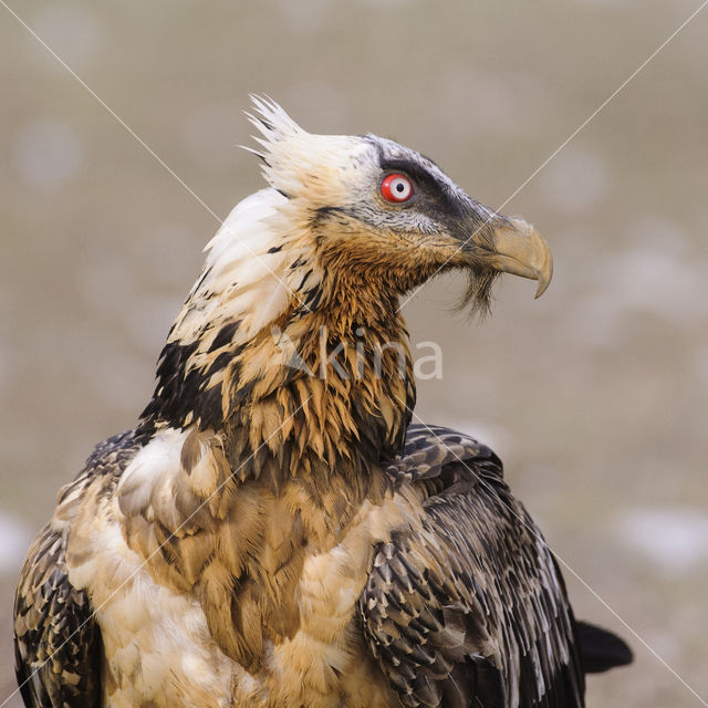 Lammergier (Gypaetus barbatus)