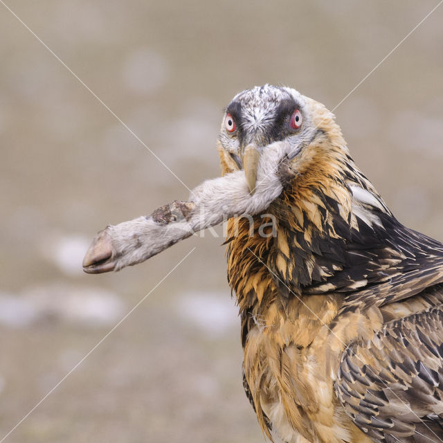 Lammergier (Gypaetus barbatus)