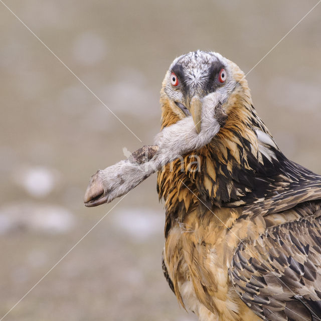 Vulture