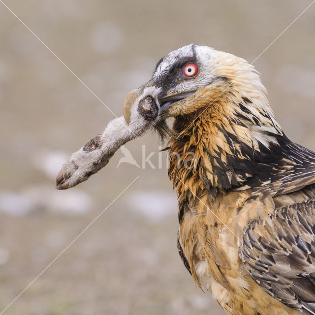 Lammergier (Gypaetus barbatus)