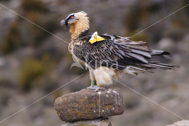 Lammergier (Gypaetus barbatus)