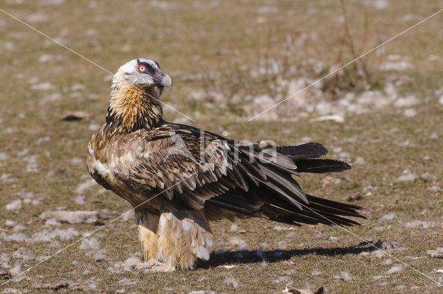 Lammergier (Gypaetus barbatus)