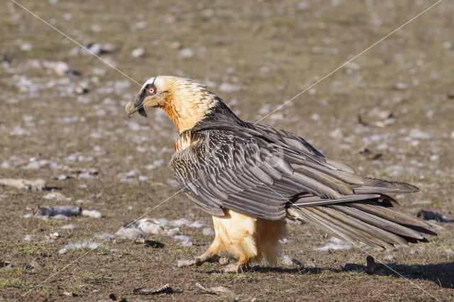 Lammergier (Gypaetus barbatus)