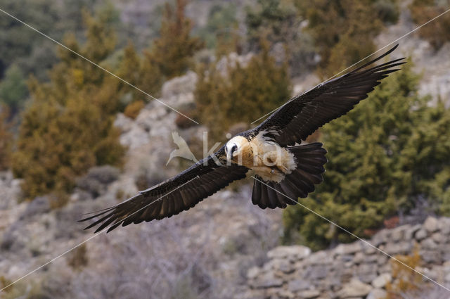 Lammergier (Gypaetus barbatus)