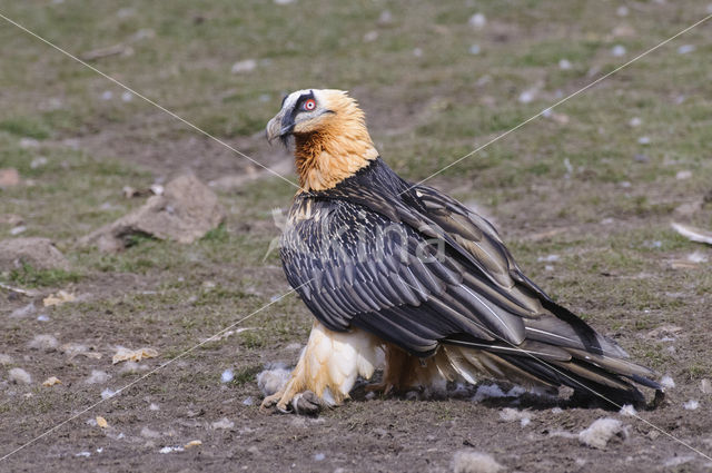 Lammergier (Gypaetus barbatus)