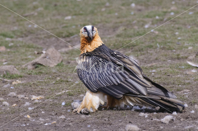 Lammergier (Gypaetus barbatus)