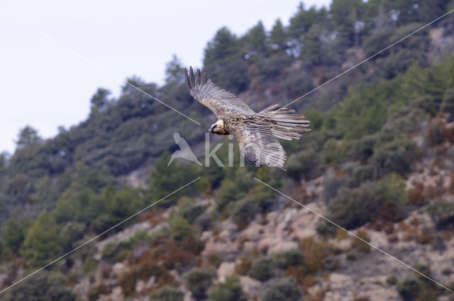 Lammergier (Gypaetus barbatus)
