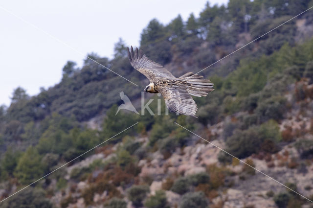 Lammergier (Gypaetus barbatus)