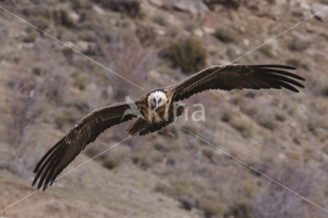 Lammergier (Gypaetus barbatus)