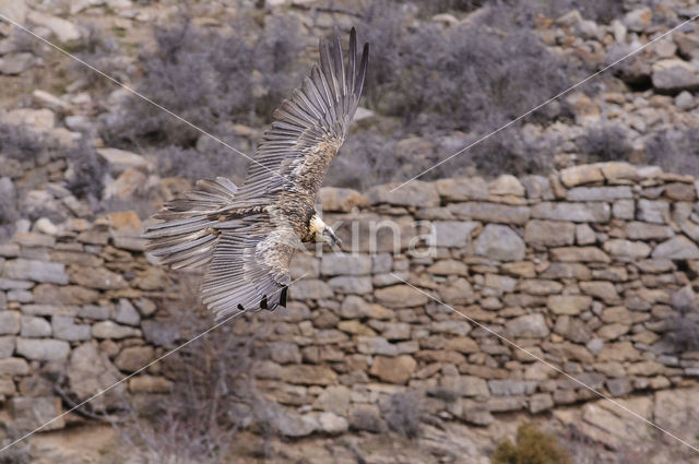 Lammergier (Gypaetus barbatus)