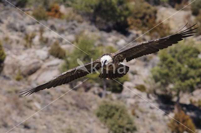 Lammergier (Gypaetus barbatus)